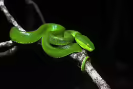 Trimeresurus albolabris
