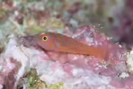 Trimma annosum