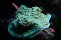 Trimma rubromaculatum