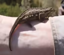 Trioceros bitaeniatus