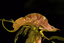 Trioceros montium
