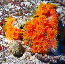Tubastraea faulkneri