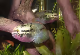 Laetacara dorsigera
