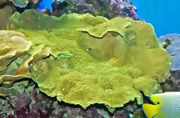 Turbinaria reniformis