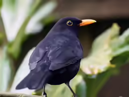 Turdus merula