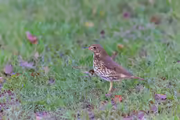 Turdus philomelos