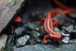 Tylototriton shanjing