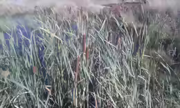 Typha latifolia