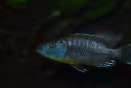 Tyrannochromis polyodon