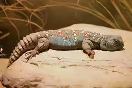 Uromastyx ocellata