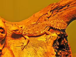 Uromastyx princeps