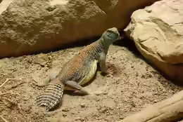 Uromastyx thomasi