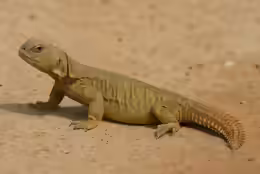 Uromastyx yemenensis
