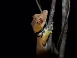 Uroplatus ebenaui
