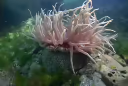 Urticina columbiana