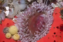 Urticina coriacea