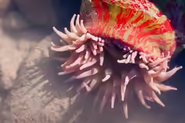 Urticina crassicornis