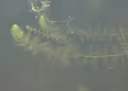 Utricularia vulgaris