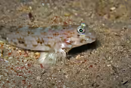 Vanderhorstia ornatissima