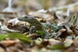 Varanus doreanus