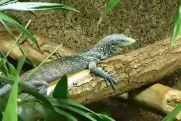 Varanus macraei