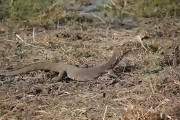 Varanus niloticus