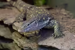 Varanus ornatus