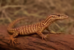 Varanus primordius