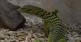 Varanus reisingeri