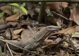 Varanus rudicollis