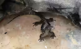 Varanus salvator