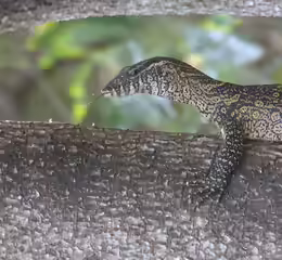 Varanus stellatus
