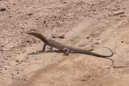Varanus tristis orientalis