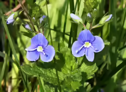 Veronica chamaedrys