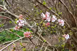 Viburnum farreri