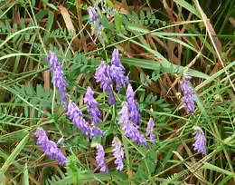 Vicia cracca