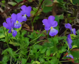 Viola cornuta