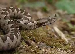 Vipera ammodytes