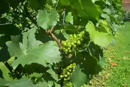 Vitis vinifera