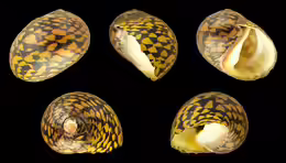 Vittina variegata