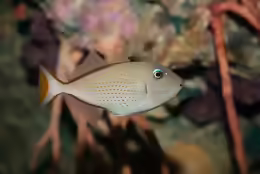 Xanthichthys caeruleolineatus