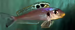 Xenotilapia bathyphilus