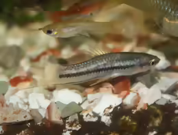 Xiphophorus nigrensis