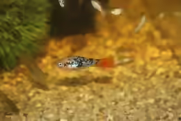 Xiphophorus variatus