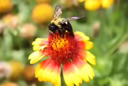 Xylocopa spec