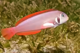 Xyrichtys martinicensis