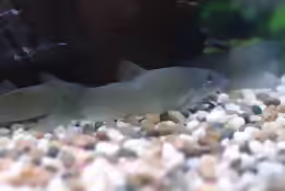 Yasuhikotakia lecontei