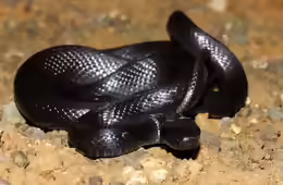 Zamenis persicus