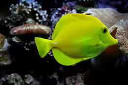 Zebrasoma flavescens