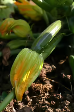 Cucurbita pepo subsp. pepo convar. giromontiina